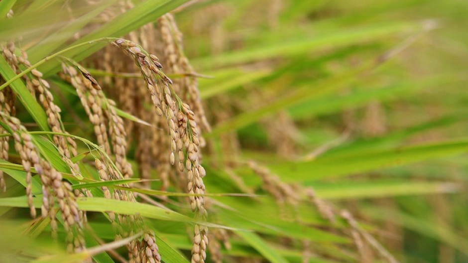 Coldiretti, riso: SOS prezzi, situazione inaccettabile